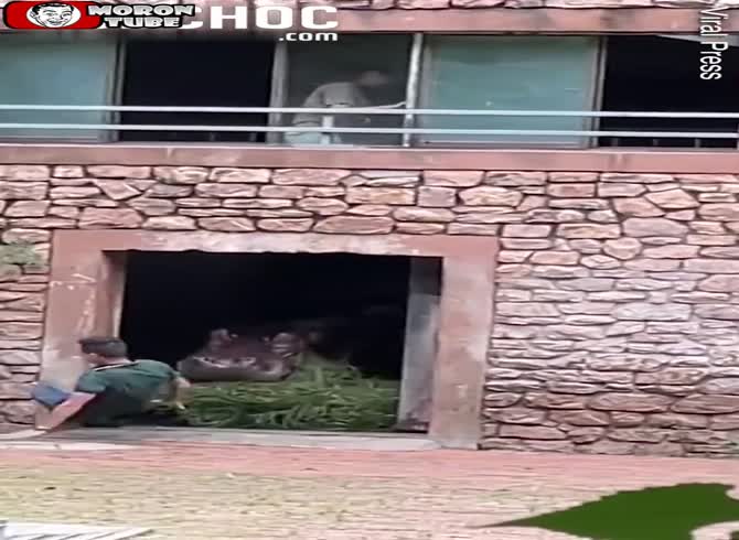 Video :A hippopotamus attacks a zookeeper